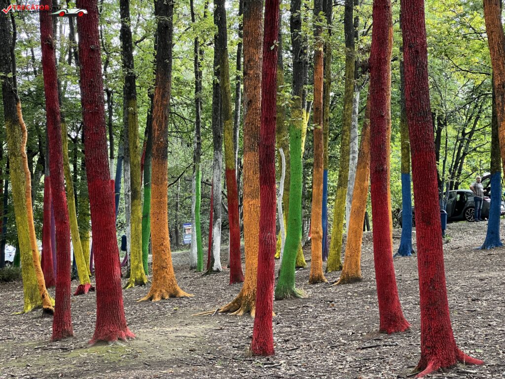 Pădurea Colorată, Baia de Fier, Jud. Gorj, România