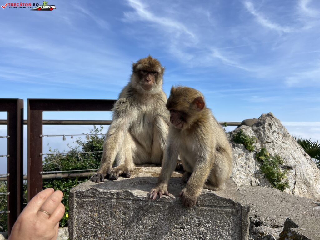 Maimuțele berberine, Gibraltar